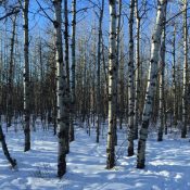 Winter Solstice when the angle of the light is so beautiful